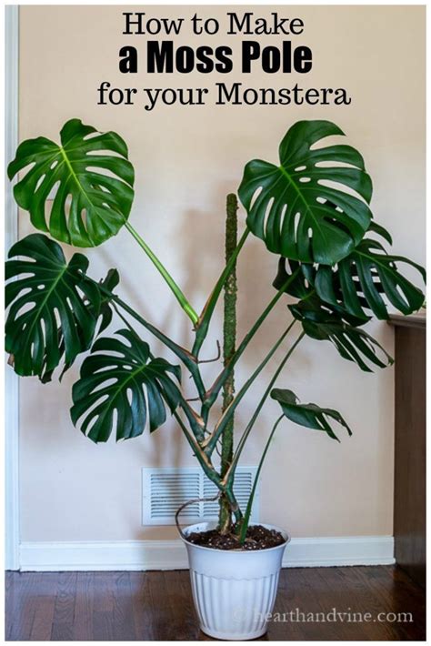 Moss gives a medieval, enchanted look to any landscape. How to Make a Moss Pole for Your Monstera Plant | Plants ...