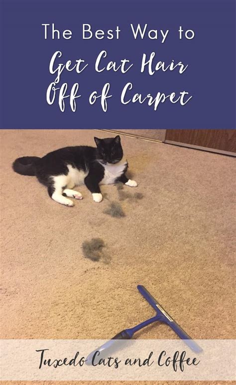 Back and forth to track and pick up cat and dog hairs that may be embedded deep in your couches, carpets any german shepherd owners know how much they shed. The Best Way to Get Cat Hair Off of Carpet - Tuxedo Cats ...