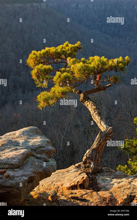 Pine Tree Growing On Cliff Edge Lit Up By Early Morning Light Stock