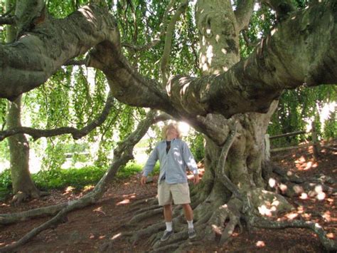 Something Is Happening To Cape Cods Beech Trees What You Should Know