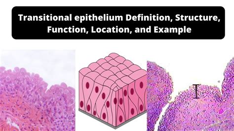 Transitional Epithelium Definition Structure Function Location And