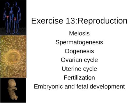 Ppt Exercise 13reproduction Meiosis Spermatogenesis Oogenesis Ovarian Cycle Uterine Cycle