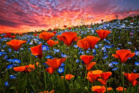 Sunset Wildflowers Photograph By Debra And Dave Vanderlaan Pixels