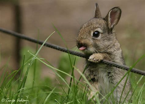 20 Glorious Photos Of Fluffy Bunnies Sticking Out Their Tongues