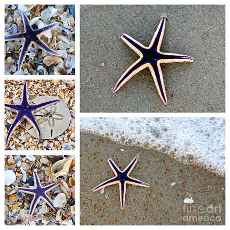 Royal Purple Starfish Collage Photograph By Marie Debs Fine Art America