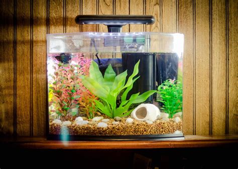 The minimum tank size for the average betta fish is 5 gallons, as this provides enough water volume for some toxin dilution, stable water parameters, and swimming space. Small Fish Aquarium Ideas | Betta fish tank, Aquarium fish ...