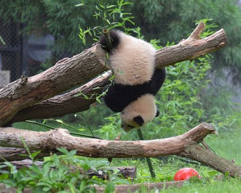 Bao Bao At The National Zoo In Washington Dc On June 22 2014