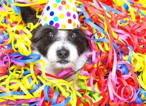 Need Tips For Planning A Dog Party Here Are 9 Simple Steps To Make