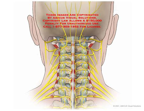 Some important structures contained in or passing through the neck include the seven cervical vertebrae. AMICUS Illustration of amicus,anatomy,cervical,neck,posterior,nerves,C1,C2,C3,C4,C5 ...
