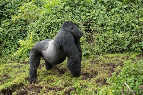 Mountain Gorilla Facts And Where To Find Gorillas In Uganda
