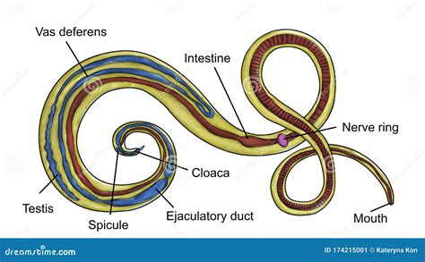 Structure Of Parasitic Roundworm Trichuris Trichiura Or Whipworm Stock