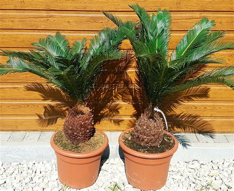 Cykas Japonský Cycas Revoluta Kmeň 20cm Veľkosť 60 80cm