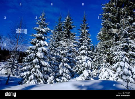 Huge Pine Trees With Snow