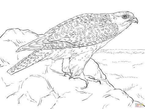 Coloriage Faucon gerfaut Coloriages à imprimer gratuits