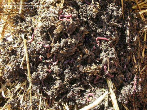 We did not find results for: Beginner Gardening: Can I put worms in my planter boxes ...