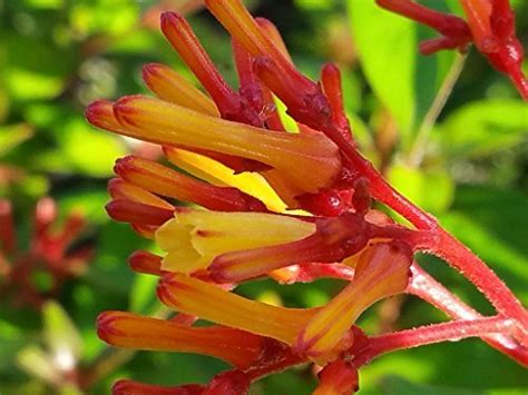 Firebush Firefly Dwarf Scarlet Red Shrub Live Plant Orange Yellow