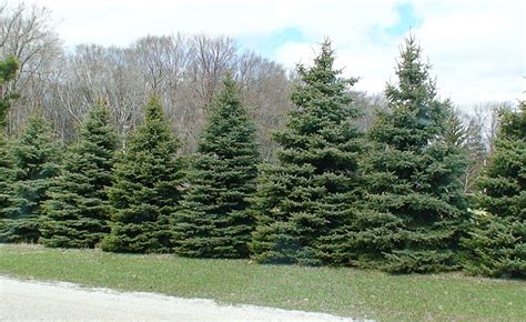 Evergreen Windbreaks And Privacy Screens Evergreen Trees For Sale