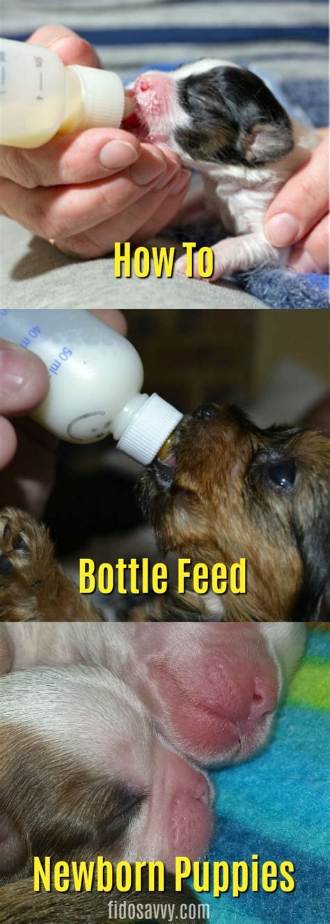 How To Bottle Feed Puppies A Step By Step Guide Newborn Puppies