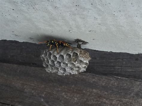 Facts, identification, habitat, life cycle, signs. Black Hornet Wasp Nest Removal | Mice