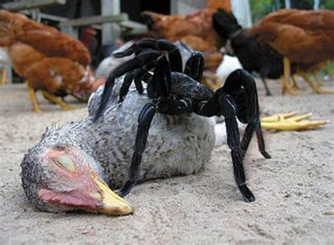 Though known as the birdeater or bird eating spider they are rarely known to prey upon birds. 10 things you didn't know about spiders -- Science ...
