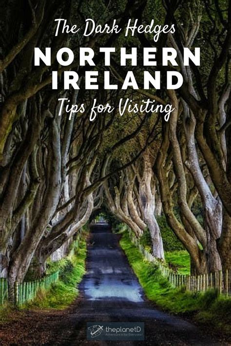 The Dark Hedges Of Northern Ireland Tips To Visit And What You Need To