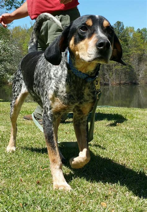 Thanks for considering adopting a pet from dallas animal services! Bluetick Coonhound dog for Adoption in Temple, GA. ADN ...