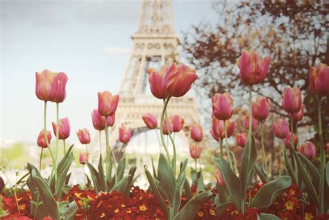 Paris Tulipanes Snapchat Photography Tulips Je Taime Flowers
