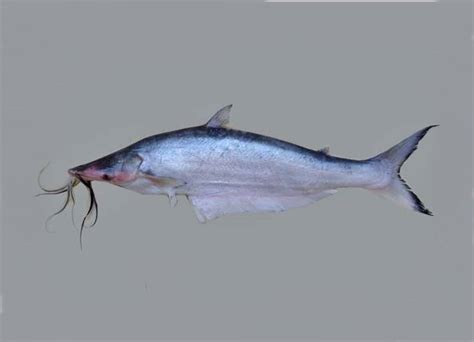 Mapará Peixe Características Reprodução Alimentação Habitat E Tipos