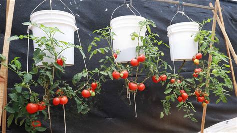 Amazing Tomato Growing Ideas Hanging Upside Down Tomatoes Hanging