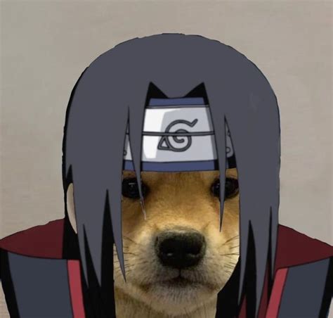 A Dog With Long Black Hair Wearing An Avatar