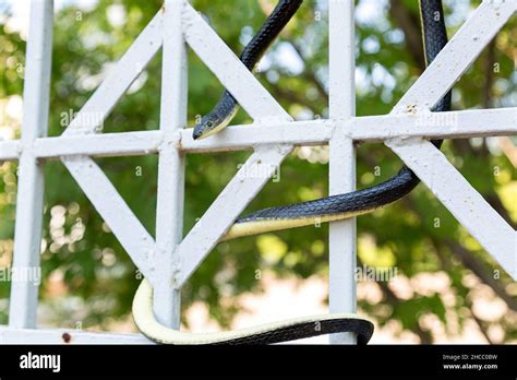 A black venomous snake twisted around a metal fence street in the park