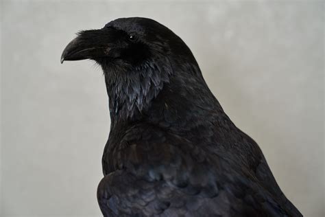 Raven battles the forces of evil alongside her adoptive family, the teen titans while trying to control her baser, antagonistic instincts she however, raven's spirit lingered on and escaped to earth, still as mad as she had been at the time of her destruction. NORTHERN RAVEN TAXIDERMY BIRD MOUNT - NOT CROW MOUNTED ...