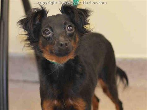 Safe Manhattan Center Minnie A1021492 Female Black Tan