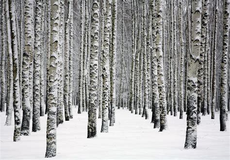 Beautiful Snowy Trunks Of Birch Trees In Winter Forest Stock Afbeelding
