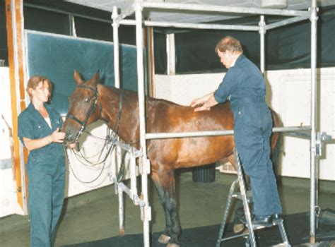 6 Examination Of The Horses Back While Restrained In Stocks The