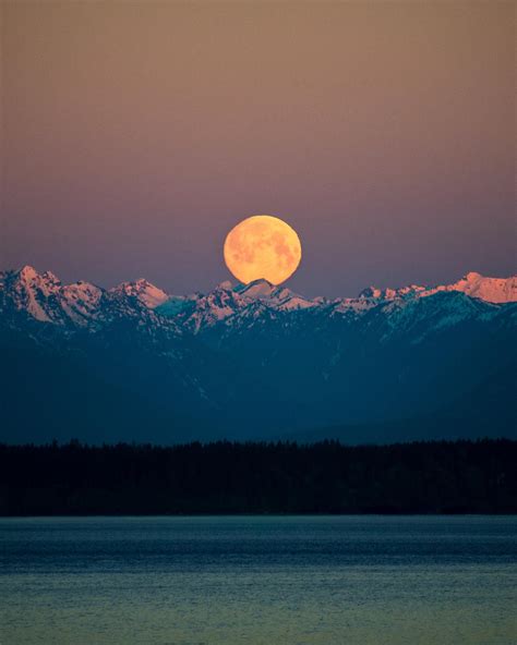 Moonset Over The Olympic Mountains At Sunrise Seen From Seattle Oc