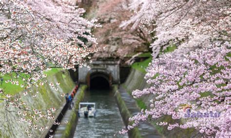 Pembayaran mudah, pengiriman cepat & bisa cicil 0%. Wisata Bunga Sakura Jepang - 2019 | Tours | PT. Jabato ...