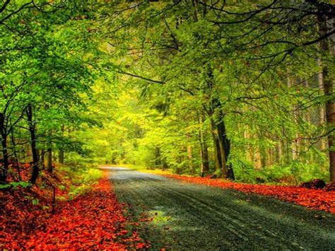 Green Forest Road Background Full Hd Download Cbeditz