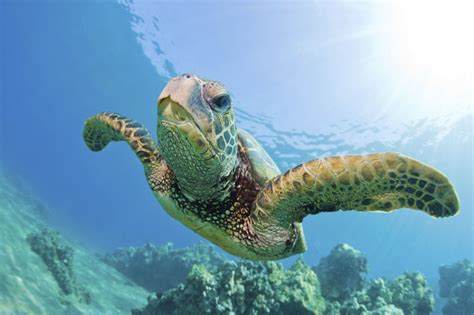 Free Download Sea Turtle Green Wallpaper X Wallpaper 1600x1066 For