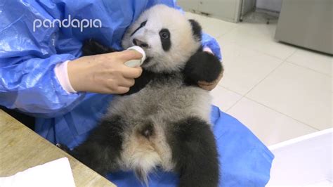 Bottle Feeding A Spoiled Baby Panda Youtube