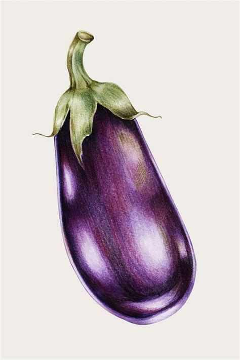 Download Premium Image Of Hand Drawn Eggplant Illustration About