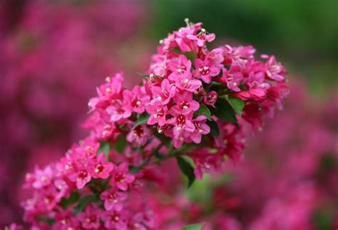 14 Best Flowering Shrubs Beautiful Bushes With Flowers Garden Design