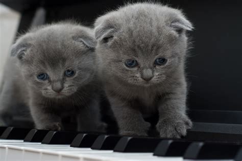 Fotos Gratis Gatito Gato Piano Fauna Bigotes Bote Vertebrado