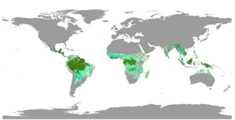 Bosque Tropical Características Ubicación Clima Flora Fauna