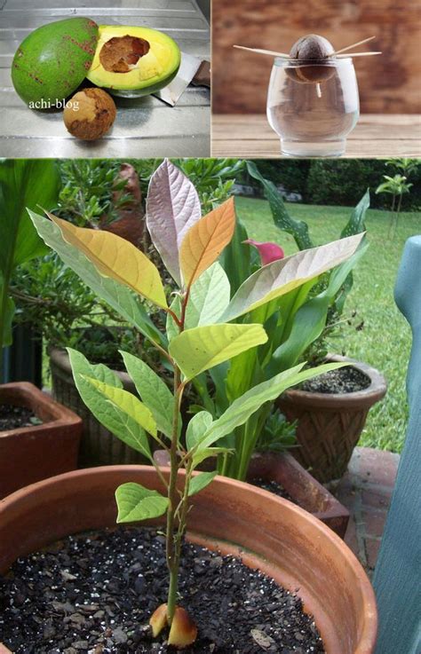 Check spelling or type a new query. 12 Edible Plants You Can Grow Indoors Easily this Winter ...