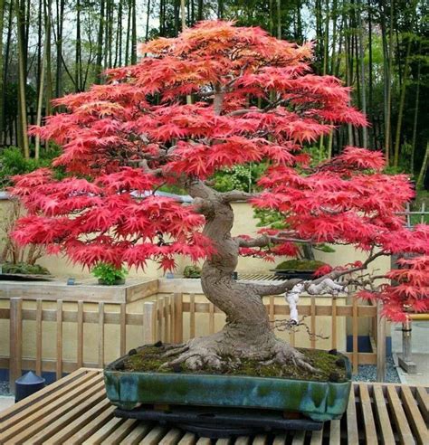 Buy Acer Rubrum Red Maple Bonsai Australian Seed
