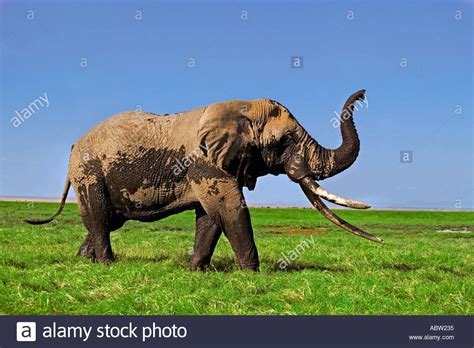 African Elephant Loxodonta Africana Bull Elephant With Large Tusks Stock Photo 2413108 Alamy