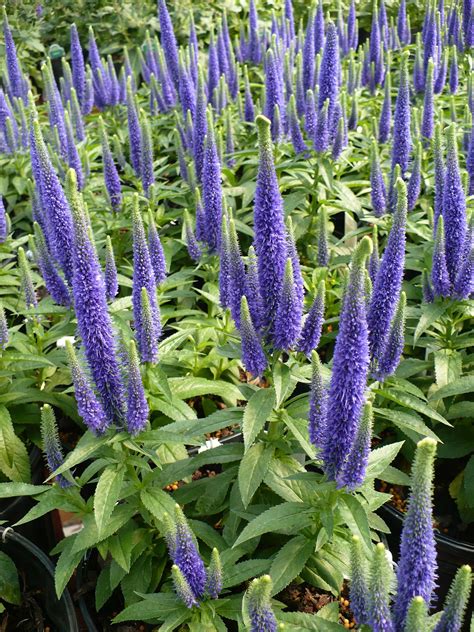 Created by dragonskyna community for 5 months. Speedwell, Veronica spicata 'Glory' | Ryeland
