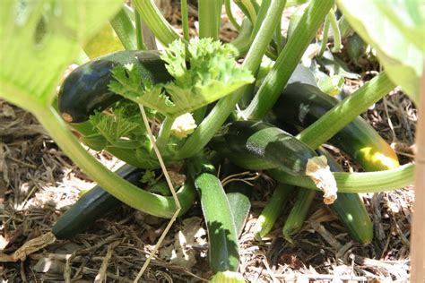 Fruits and vegetables with examples. Hotpatch Gardening: Zucchini and Cucumber