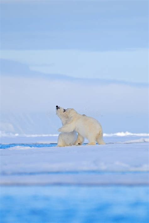 Polar Bear Dancing Fight On The Ice Two Bears Love On Drifting Ice